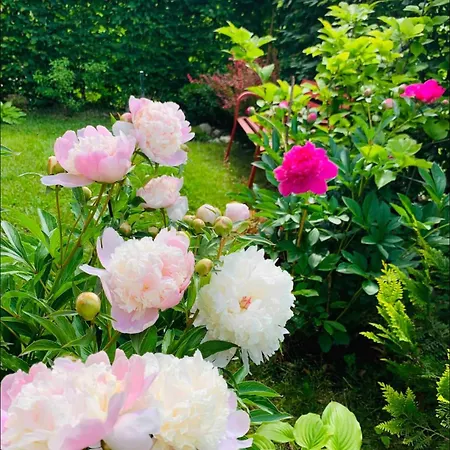 Bright New 43m2 With A Beautiful Garden Daire *