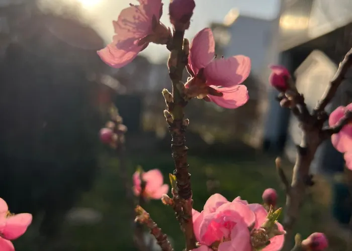 Bright New 43m2 With A Beautiful Garden Lejlighed München